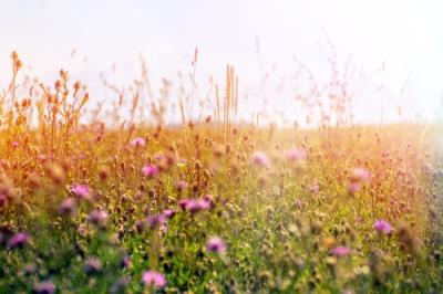 Vorschau des Gutschein-Designs 